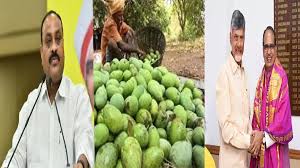 తోతాపూరి రైతుకు తీపికబురు