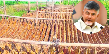 ముడి పొగాకు ఉత్పత్తులపై సున్నా సుంకం